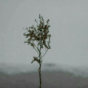 浪漫樱花动漫在线观看片官网
